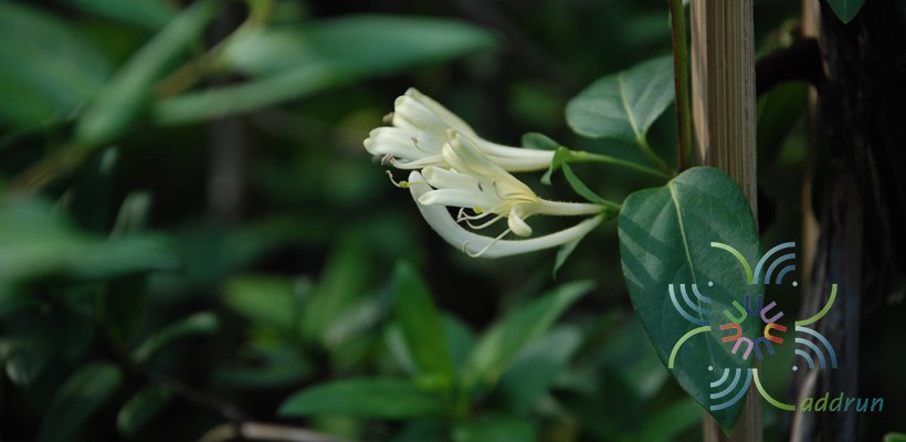 สายน้ำผึ้ง Lonicera japonica Thunb.