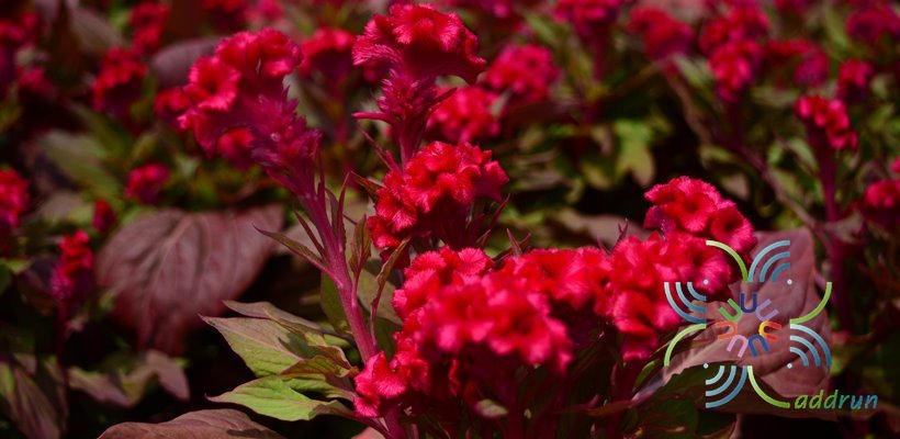 หงอนไก่ Celosia argentea L.