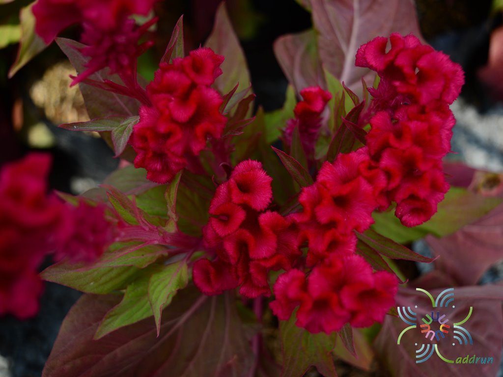 หงอนไก่ Celosia argentea L.