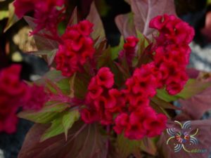 หงอนไก่ Celosia argentea L.