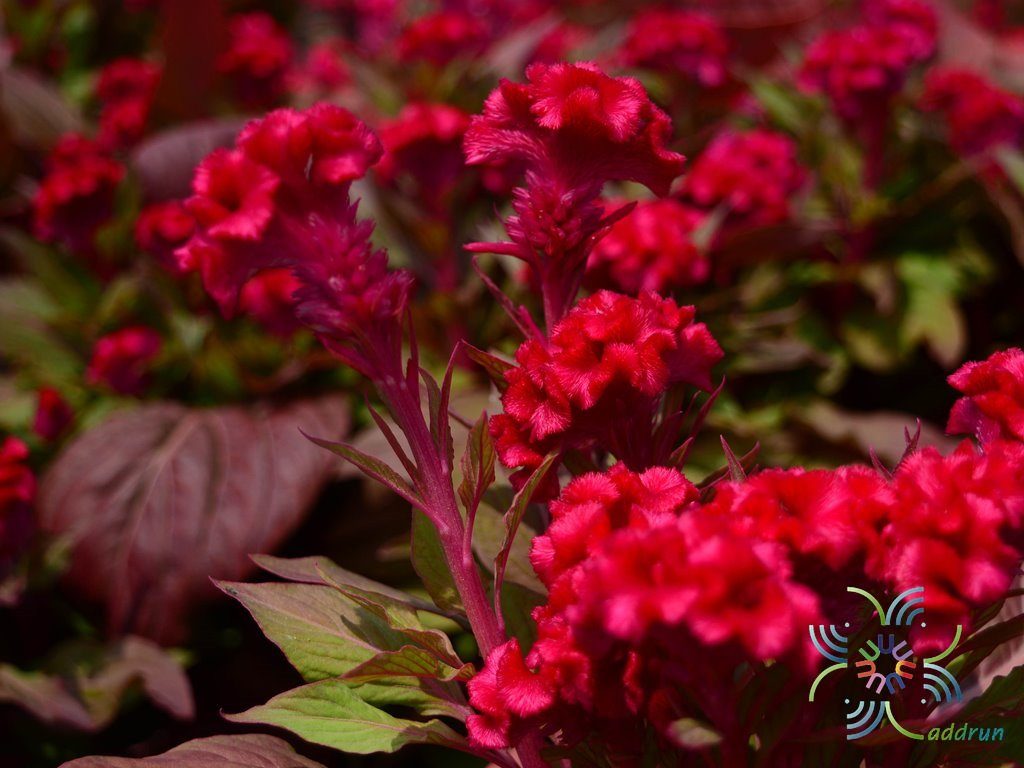 หงอนไก่ Celosia argentea L.