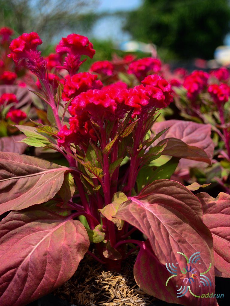 หงอนไก่ Celosia argentea L.