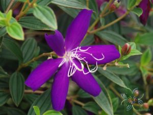 โคลงเคลง Melastoma malabathricum L.