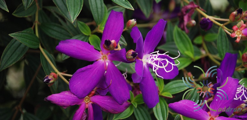โคลงเคลง Melastoma malabathricum L.