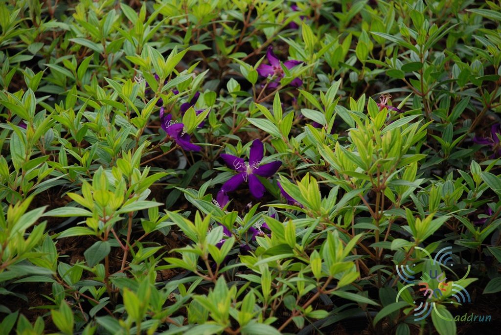 โคลงเคลง Melastoma malabathricum L.