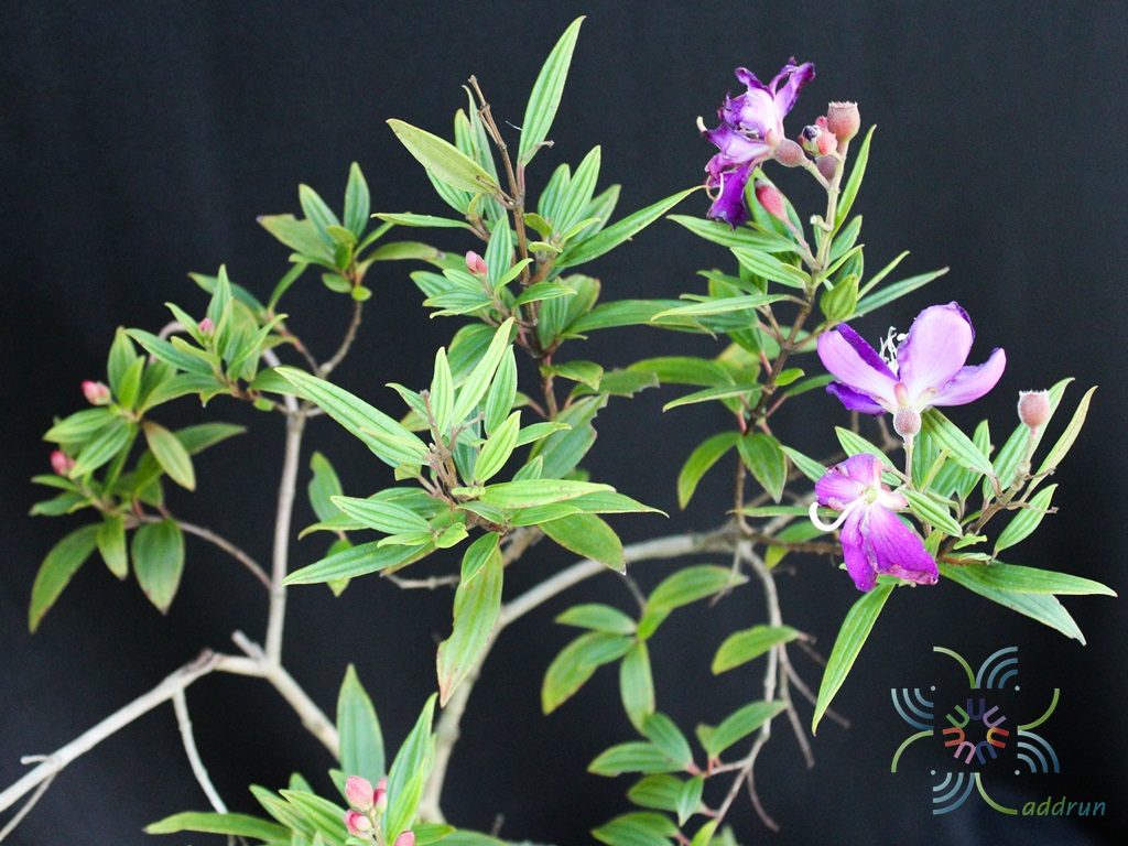 โคลงเคลง Melastoma malabathricum L.