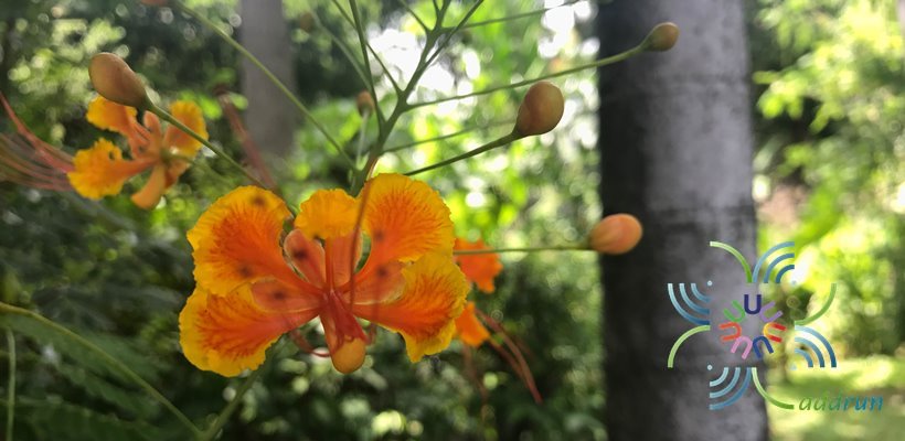 หางนกยูงไทย Caesalpinia pulcherrima (L.) Sw.