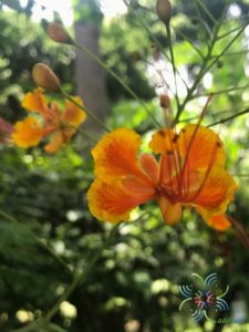 หางนกยูงไทย Caesalpinia pulcherrima (L.) Sw.