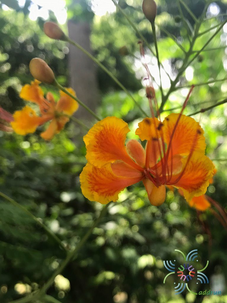 หางนกยูงไทย Caesalpinia pulcherrima (L.) Sw.
