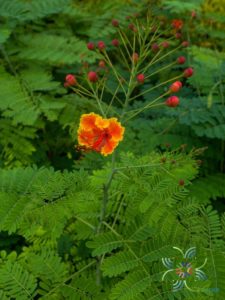 หางนกยูงไทย Caesalpinia pulcherrima (L.) Sw.