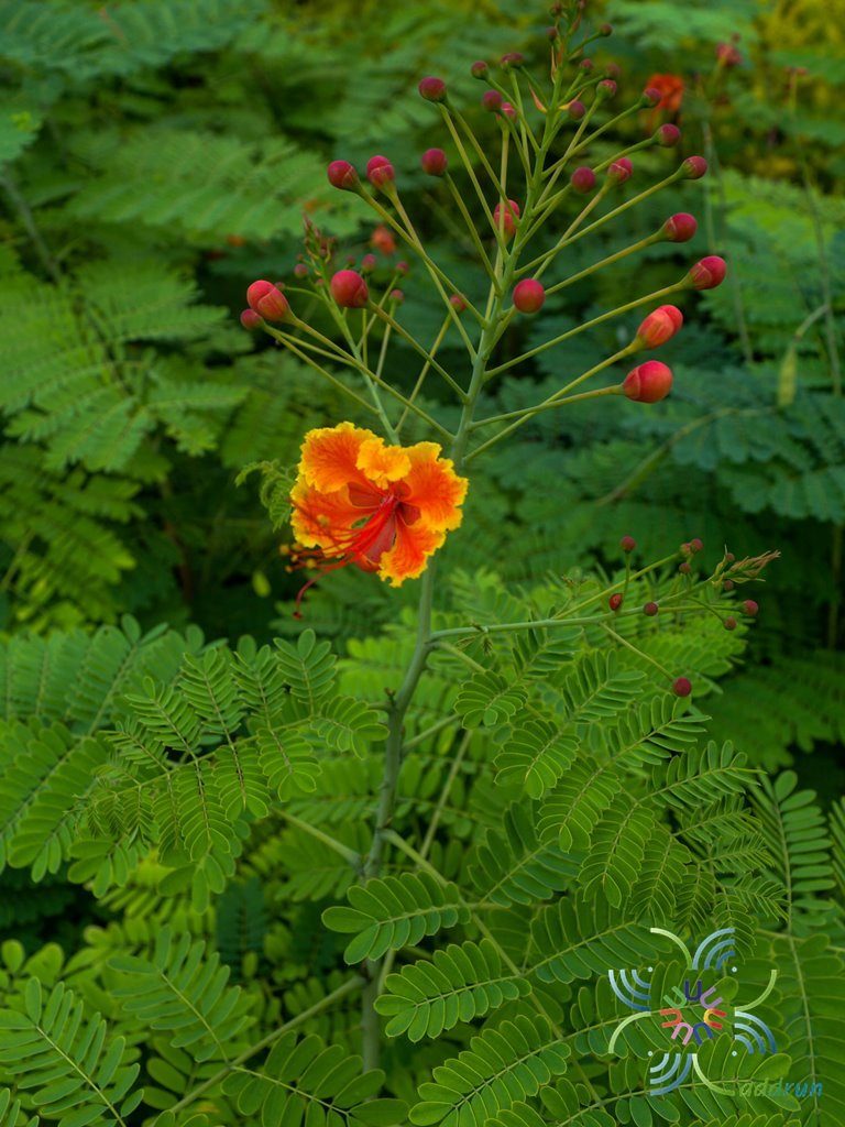 หางนกยูงไทย Caesalpinia pulcherrima (L.) Sw.