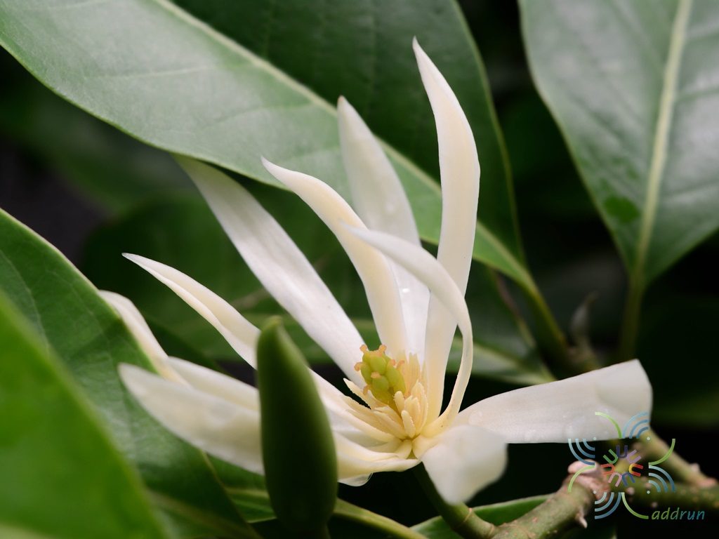 จำปี Michelia alba DC.