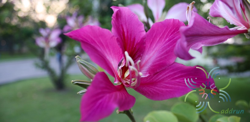 ชงโค Bauhinia purpurea L.