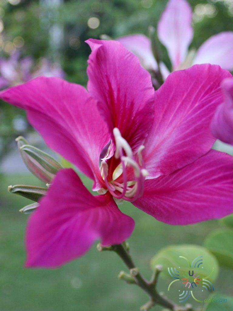 ชงโค Bauhinia purpurea L.