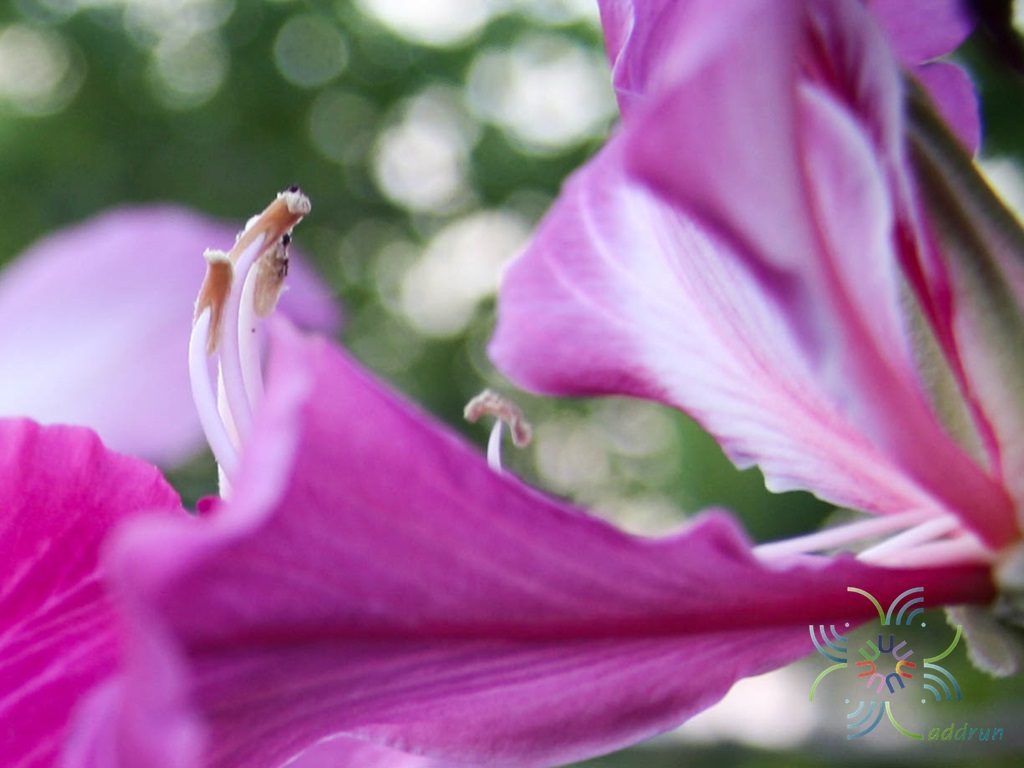 ชงโค Bauhinia purpurea L.