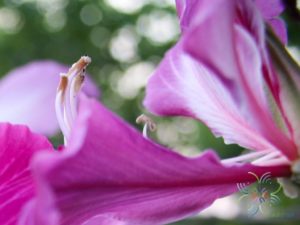 ชงโค Bauhinia purpurea L.