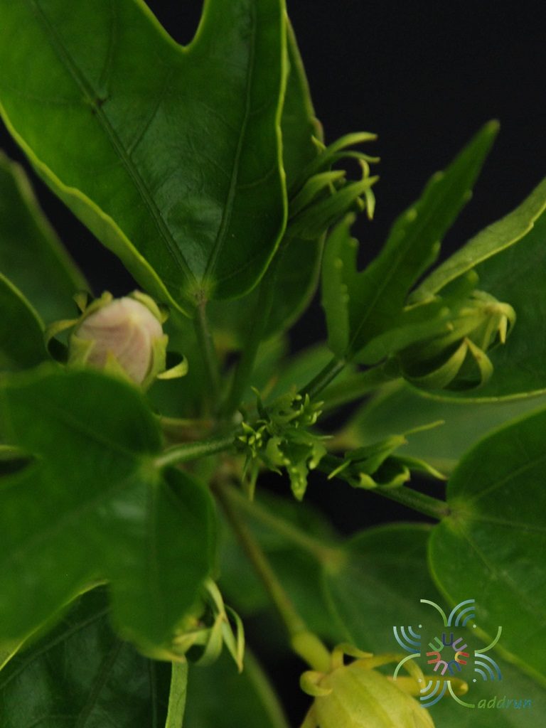 ชบาจักรีบงกช Hibicus hybrid