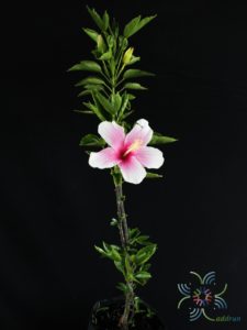 ชบาจักรีบงกช Hibicus hybrid