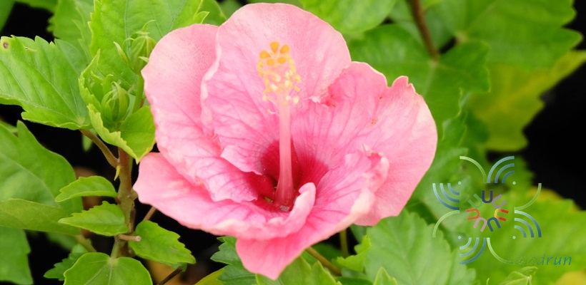 ชบาชมพูโยโกะ Hibicus hybrid
