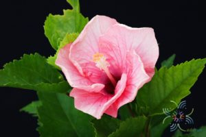 ชบาชมพูโยโกะ Hibicus hybrid