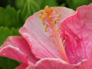 ชบาชมพูโยโกะ Hibicus hybrid
