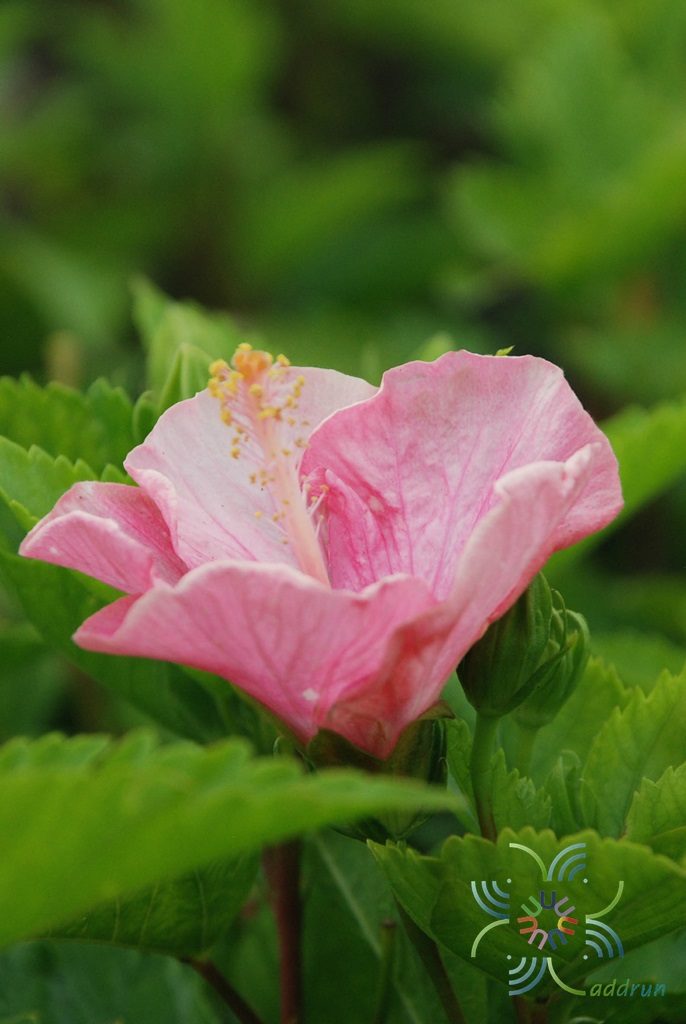ชบาชมพูโยโกะ Hibicus hybrid