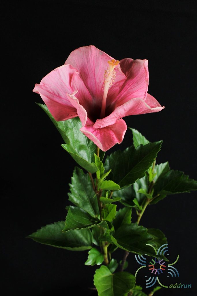 ชบาชมพูโยโกะ Hibicus hybrid