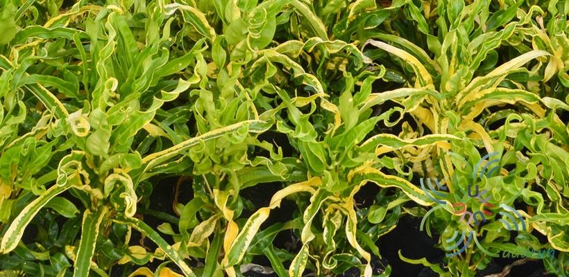 โกสนเกลียวทอง Codiaeum variegatum (L.) Rumph. ex A.Juss.
