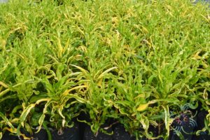 โกสนเกลียวทอง Codiaeum variegatum (L.) Rumph. ex A.Juss.