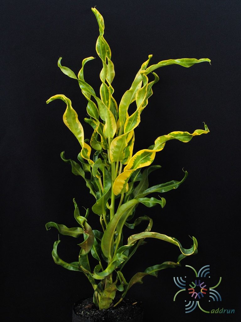 โกสนเกลียวทอง Codiaeum variegatum (L.) Rumph. ex A.Juss.