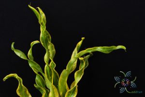 โกสนเกลียวทอง Codiaeum variegatum (L.) Rumph. ex A.Juss.