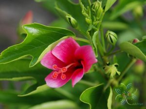 ชบาลิลลี่ Hibicus hybrid