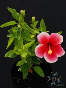 ชบาลิลลี่ Hibicus hybrid