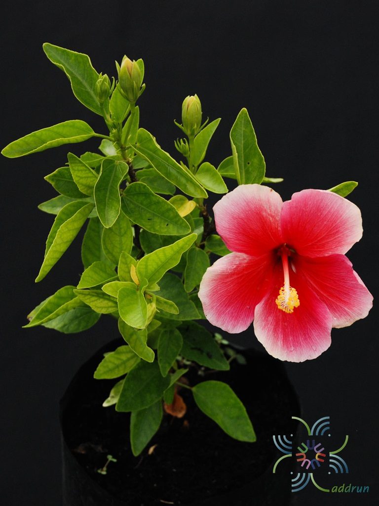 ชบาลิลลี่ Hibicus hybrid