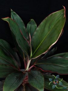 หมากผู้หมากเมีย เพชรชมพู Cordyline fruticosa (L.) A.Chev. ‘Phetchomphu’