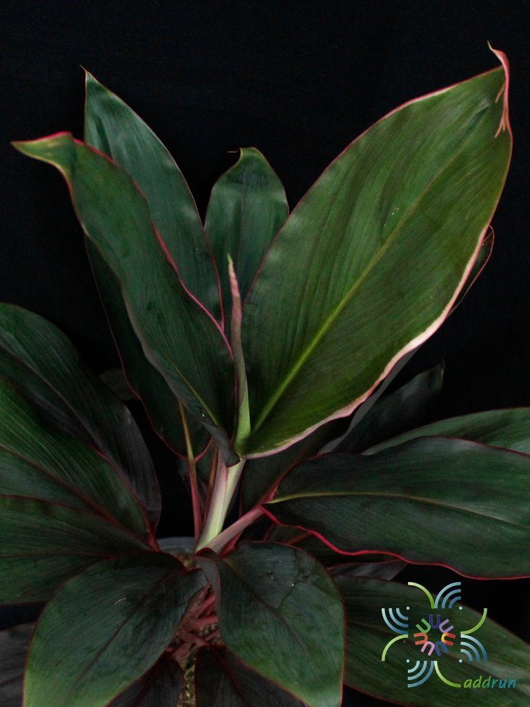 หมากผู้หมากเมีย เพชรชมพู Cordyline fruticosa (L.) A.Chev. ‘Phetchomphu’