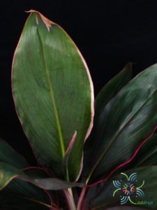 หมากผู้หมากเมีย เพชรชมพู Cordyline fruticosa (L.) A.Chev. ‘Phetchomphu’
