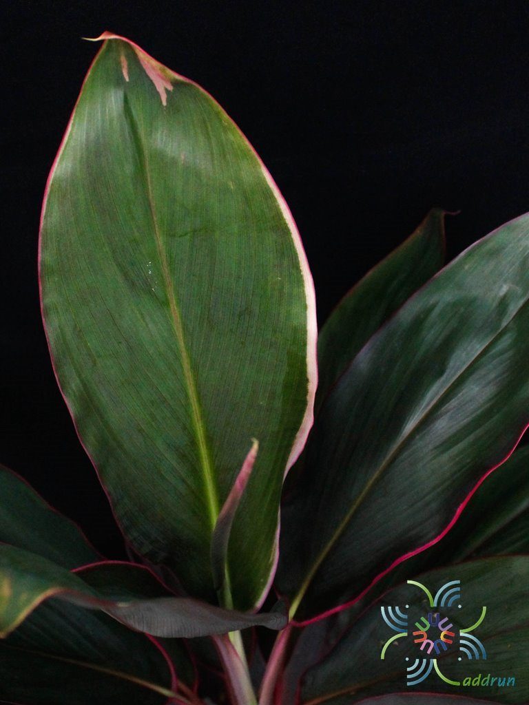 หมากผู้หมากเมีย เพชรชมพู Cordyline fruticosa (L.) A.Chev. ‘Phetchomphu’