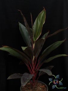 หมากผู้หมากเมีย เพชรชมพู Cordyline fruticosa (L.) A.Chev. ‘Phetchomphu’