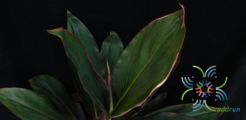 หมากผู้หมากเมีย เพชรชมพู Cordyline fruticosa (L.) A.Chev. ‘Phetchomphu’