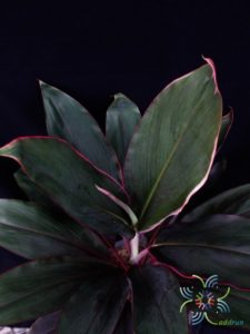 หมากผู้หมากเมีย เพชรชมพู Cordyline fruticosa (L.) A.Chev. ‘Phetchomphu’