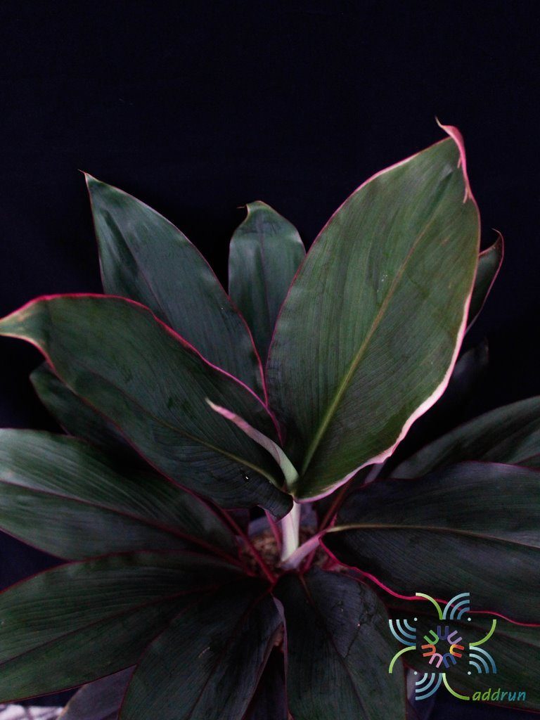 หมากผู้หมากเมีย เพชรชมพู Cordyline fruticosa (L.) A.Chev. ‘Phetchomphu’
