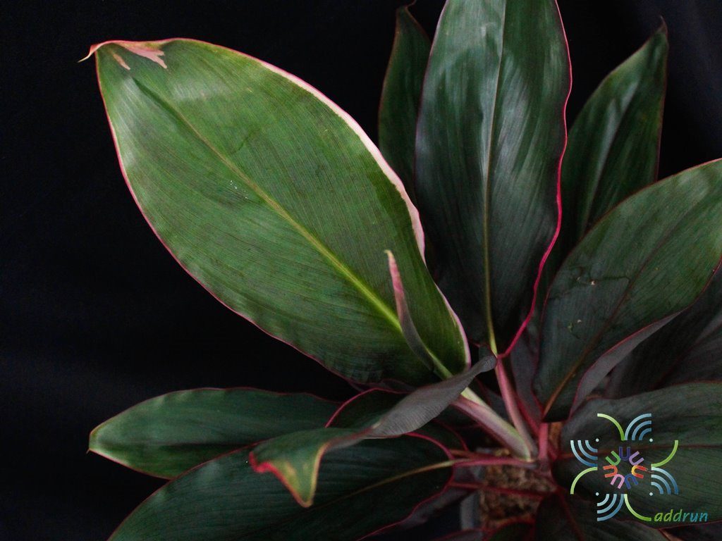 หมากผู้หมากเมีย เพชรชมพู Cordyline fruticosa (L.) A.Chev. ‘Phetchomphu’