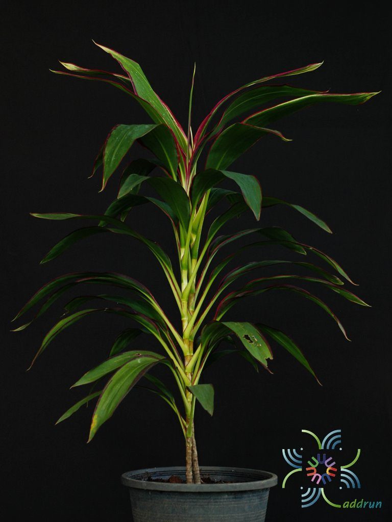 หมากผู้หมากเมีย เพชรพวงทอง Cordyline fruticosa (L.) A.Chev. ‘Phetphuangthong’