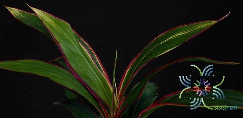หมากผู้หมากเมีย เพชรพวงทอง Cordyline fruticosa (L.) A.Chev. ‘Phetphuangthong’