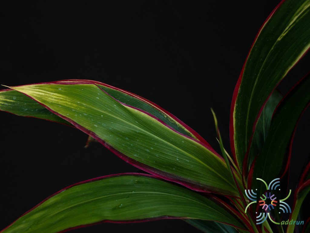 หมากผู้หมากเมีย เพชรพวงทอง Cordyline fruticosa (L.) A.Chev. ‘Phetphuangthong’
