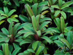 หมากผู้หมากเมีย เพชรพวงทอง Cordyline fruticosa (L.) A.Chev. ‘Phetphuangthong’