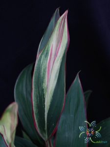 หมากผู้หมากเมีย เพชรพวงทอง Cordyline fruticosa (L.) A.Chev. ‘Phetphuangthong’