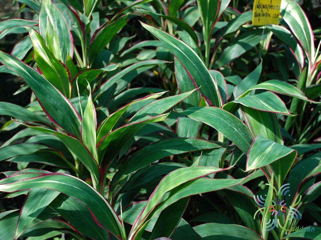 หมากผู้หมากเมีย เพชรพวงทอง Cordyline fruticosa (L.) A.Chev. ‘Phetphuangthong’