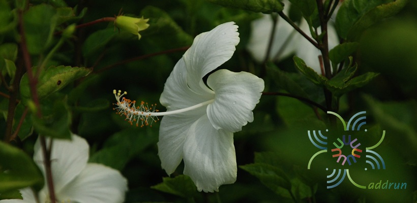 ชบาหนูดอกขาว Hibicus hybrid